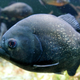 Swarm of Evil Fish Injures 70 Swimmers in Christmas Day Foot Attack